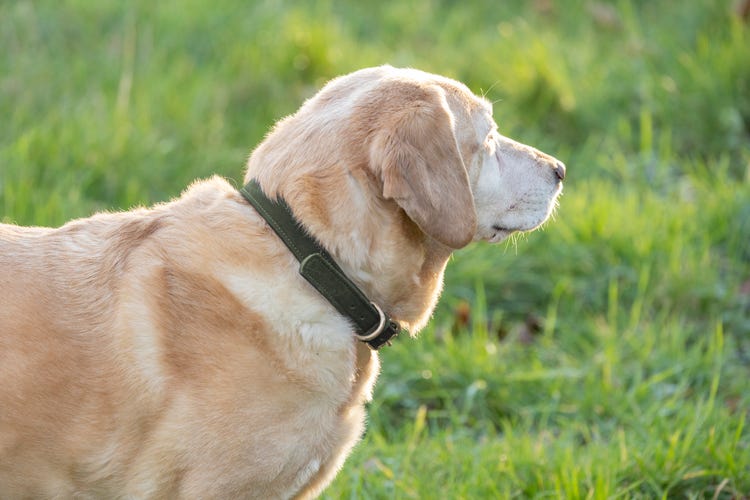 Benji &amp; Flo Noble Suede Dog Collar image 6